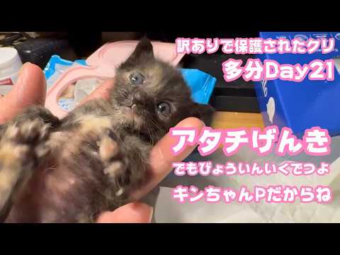 キンちゃんPだからね つきそいいくでつよ アタチはべんぴ  訳ありで保護されたクリ Day21多分  2026 05 03 2(YouTube)