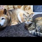 柴犬パパのサポートを頑張るしっかり者の猫は移動する飼い主について回り扉の前で待つかわいい甘えん坊です(YouTube)