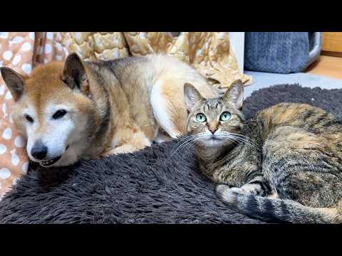 柴犬パパのサポートを頑張るしっかり者の猫は移動する飼い主について回り扉の前で待つかわいい甘えん坊です(YouTube)