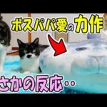 3週間ぶりに帰宅した娘達に愛の力作を完全無視されブチギレるボス猫パパが面白すぎたｗ(YouTube)