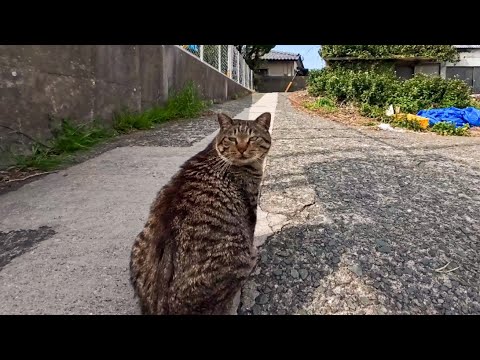 いつも防波堤に座ると隣に座ってくる猫ちゃん、今日は公園横にいたのでナデナデしてきた(YouTube)