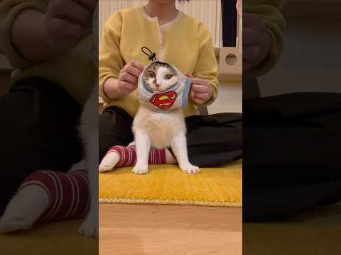 本日のエースお着替え🦭その後は夜のお外偵察🌕　#cats(YouTube)