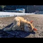 防波堤の茶トラ猫をナデたら…ゴロンゴロン転がって甘え倒してきたw(YouTube)