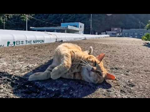防波堤の茶トラ猫をナデたら…ゴロンゴロン転がって甘え倒してきたw(YouTube)