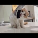 一生懸命に蛇口を舐めてるけどほとんど飲めてない猫が可愛すぎたwww(YouTube)