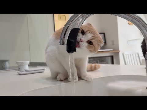 一生懸命に蛇口を舐めてるけどほとんど飲めてない猫が可愛すぎたwww(YouTube)