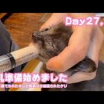 離乳準備始めました  お引越しも完了  ゴミ箱に棄てられたキンと訳ありで保護されたクリ Day27,34   2026 05 13 2(YouTube)