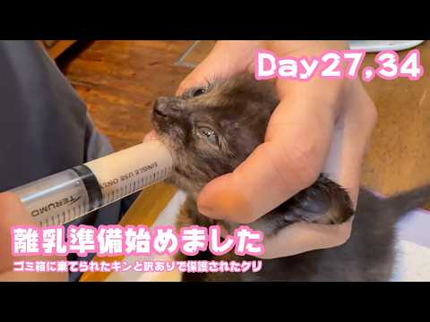 離乳準備始めました  お引越しも完了  ゴミ箱に棄てられたキンと訳ありで保護されたクリ Day27,34   2026 05 13 2(YouTube)