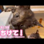 たちけて！ ゴミ箱に棄てられたキンと訳ありで保護されたクリ  Day31,38 2026 05 17 2(YouTube)