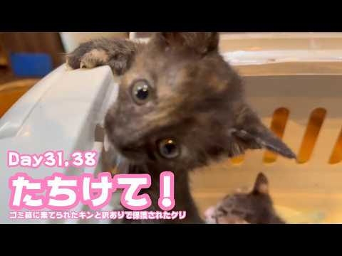 たちけて！ ゴミ箱に棄てられたキンと訳ありで保護されたクリ  Day31,38 2026 05 17 2(YouTube)