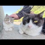 キジシロ猫をモフると嫉妬深いハチワレ猫が割りこんできた(YouTube)