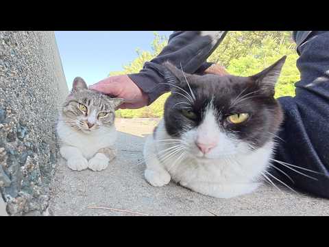 キジシロ猫をモフると嫉妬深いハチワレ猫が割りこんできた(YouTube)