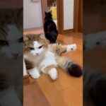 ウーン、通っていいよ(YouTube)
