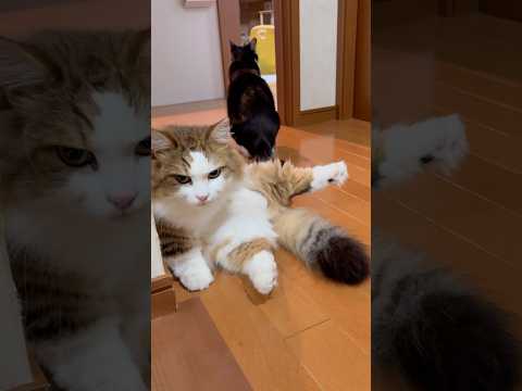 ウーン、通っていいよ(YouTube)