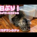 食べたね！ 5日ぶりです  こばらがすいてだからね  腸炎で完全ダウンしているクゥ   2026 05 24 1(YouTube)