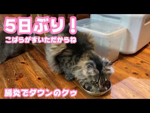 食べたね！ 5日ぶりです  こばらがすいてだからね  腸炎で完全ダウンしているクゥ   2026 05 24 1(YouTube)