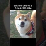 柴犬は家に帰宅すると全力ただいまをして… #shibainu #犬のいる暮らし #可愛い(YouTube)