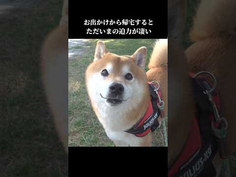 柴犬は家に帰宅すると全力ただいまをして… #shibainu #犬のいる暮らし #可愛い(YouTube)