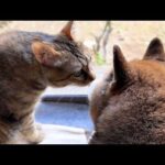 柴犬が大好きな麦わら猫の甘え方がマイペースすぎて…笑(YouTube)