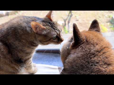 柴犬が大好きな麦わら猫の甘え方がマイペースすぎて…笑(YouTube)