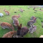 【今週の感動猫動画 2026/5/4w】今週撮った未公開猫動画まとめて公開-unreleased video of this week(YouTube)