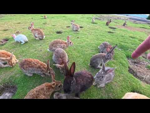 【今週の感動猫動画 2026/5/4w】今週撮った未公開猫動画まとめて公開-unreleased video of this week(YouTube)