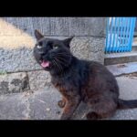 漁港の路地裏を歩いていたら黒猫ちゃんがモフられに出てきてくれた(YouTube)