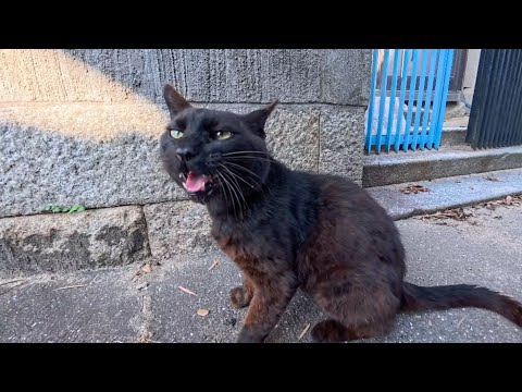 漁港の路地裏を歩いていたら黒猫ちゃんがモフられに出てきてくれた(YouTube)
