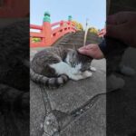 千と千尋みたいな橋でサバシロ猫と出会った #猫 #ねこ #cat(YouTube)