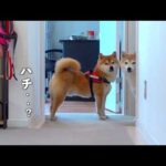柴犬、実家で拒否犬になった1時間後…大変な事態に。。(YouTube)