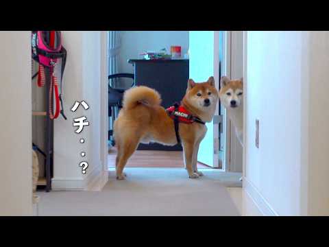柴犬、実家で拒否犬になった1時間後…大変な事態に。。(YouTube)
