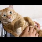 飼い主に甘えたいけど妹猫が気になって行ったり来たりする優しい兄猫(YouTube)