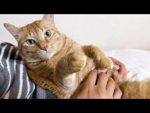 飼い主に甘えたいけど妹猫が気になって行ったり来たりする優しい兄猫(YouTube)
