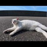 会うと必ず挨拶してくる猫(YouTube)