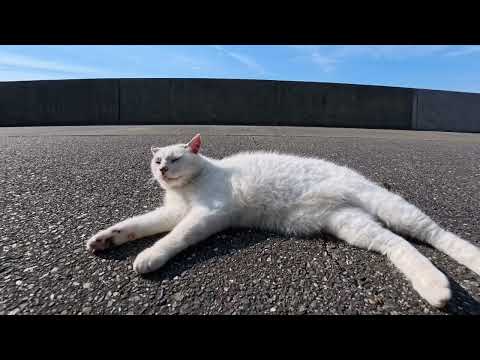 会うと必ず挨拶してくる猫(YouTube)