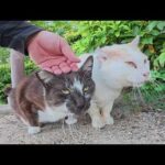 黒マスク猫をモフっていると親友のミルクティー猫のモフられに来た(YouTube)