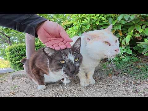 黒マスク猫をモフっていると親友のミルクティー猫のモフられに来た(YouTube)