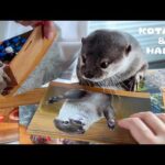 カワウソに自分だらけの写真集を見せたらこうなった　Otters Brutally Judge Pictures of Themselves(YouTube)