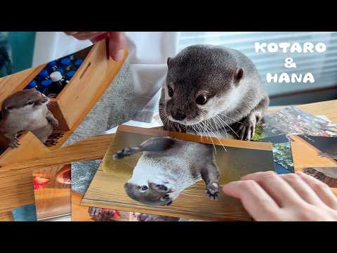 カワウソに自分だらけの写真集を見せたらこうなった　Otters Brutally Judge Pictures of Themselves(YouTube)