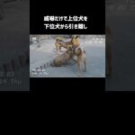 伝説のリーダー犬を受け継ぎ…(YouTube)