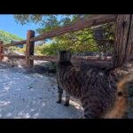 地獄の案内猫(YouTube)