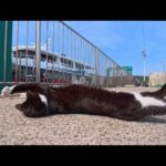 【猫島上陸】第一猫発見！撫でると伸びーってしてカワイイ(YouTube)