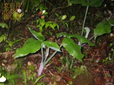 井の頭自然文化園 花ごよみ動画 ムサシアブミの開花(YouTube)