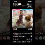 Tik Tokライブ毎日頑張ってます💪是非フォローお願いします🙏(YouTube)