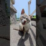 痒いと所を掻きながら舌をペロペロしてしまう猫 #猫 #ねこ #cat(YouTube)