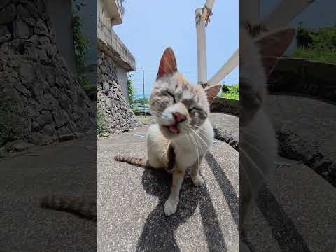 痒いと所を掻きながら舌をペロペロしてしまう猫 #猫 #ねこ #cat(YouTube)