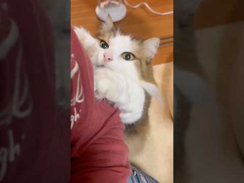 なになになに、どうしたん？(YouTube)