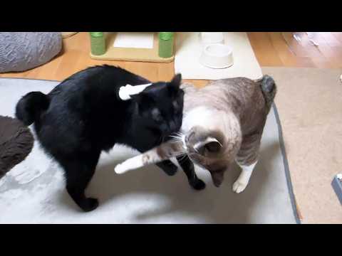 おこたを愛してやまない姫猫ですが、暑いので片付けるとこうなりました…(笑)(YouTube)