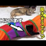 大人な黒猫ちゃんが最近ハマっていることが可愛すぎて子猫のようです(笑)(YouTube)