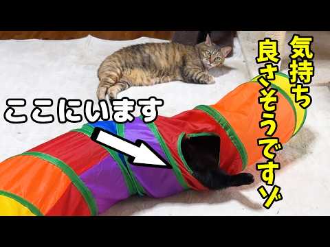 大人な黒猫ちゃんが最近ハマっていることが可愛すぎて子猫のようです(笑)(YouTube)
